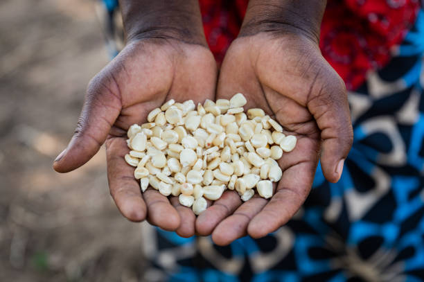 A woman holding white maize in her hands